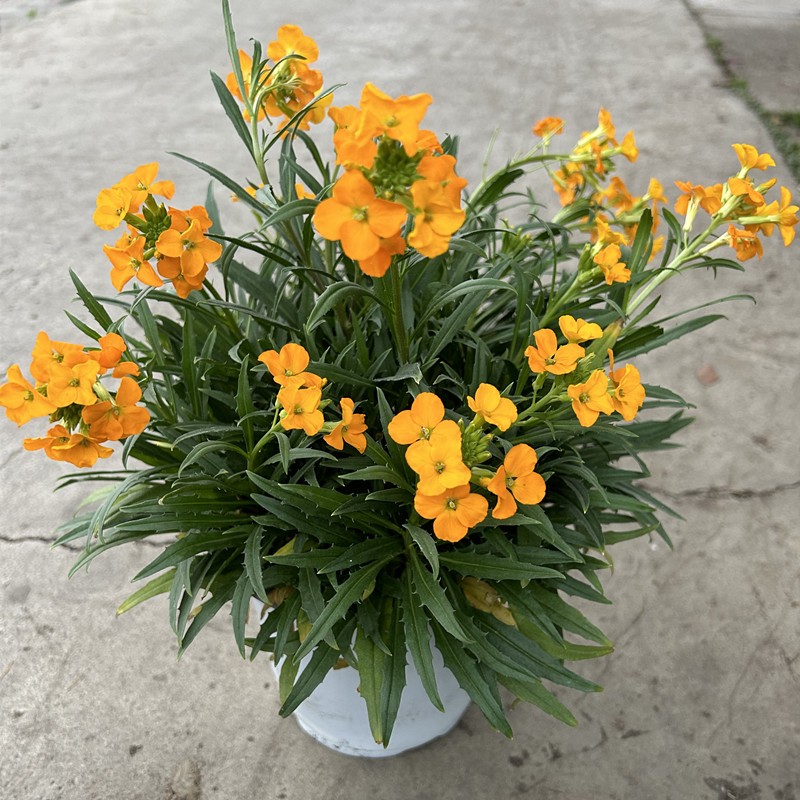 糖芥成品盆栽花镜花苗多年生宿根植物耐热耐寒花期长庭院阳台花卉