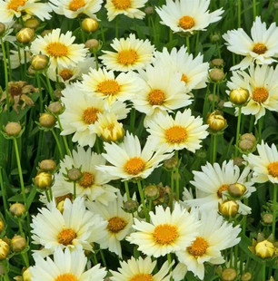 成品耐寒花苗大花矮生金鸡菊小闹钟盆栽多年生宿根花卉多季节开花