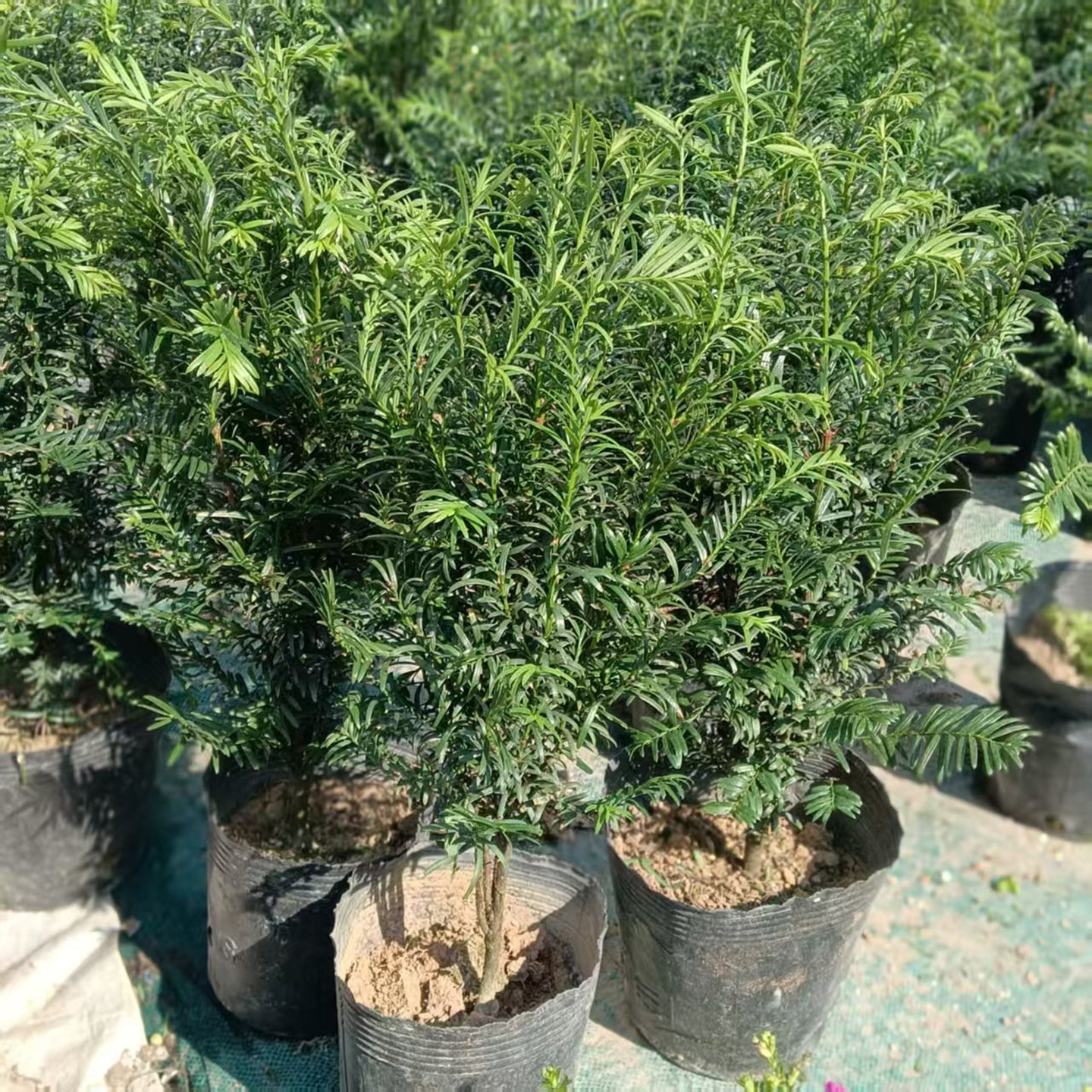 红豆杉盆栽大苗四季常绿多年生木本植物带土带叶针叶植物盆景绿植