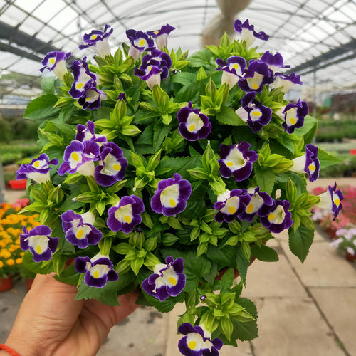夏瑾花苗盆栽带花成品花卉