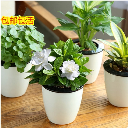 栀子花虎皮兰绿植吸甲醇观叶水培水培绿植