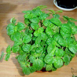 居家室内盆栽植物 吸毒草吊兰皱香草植物