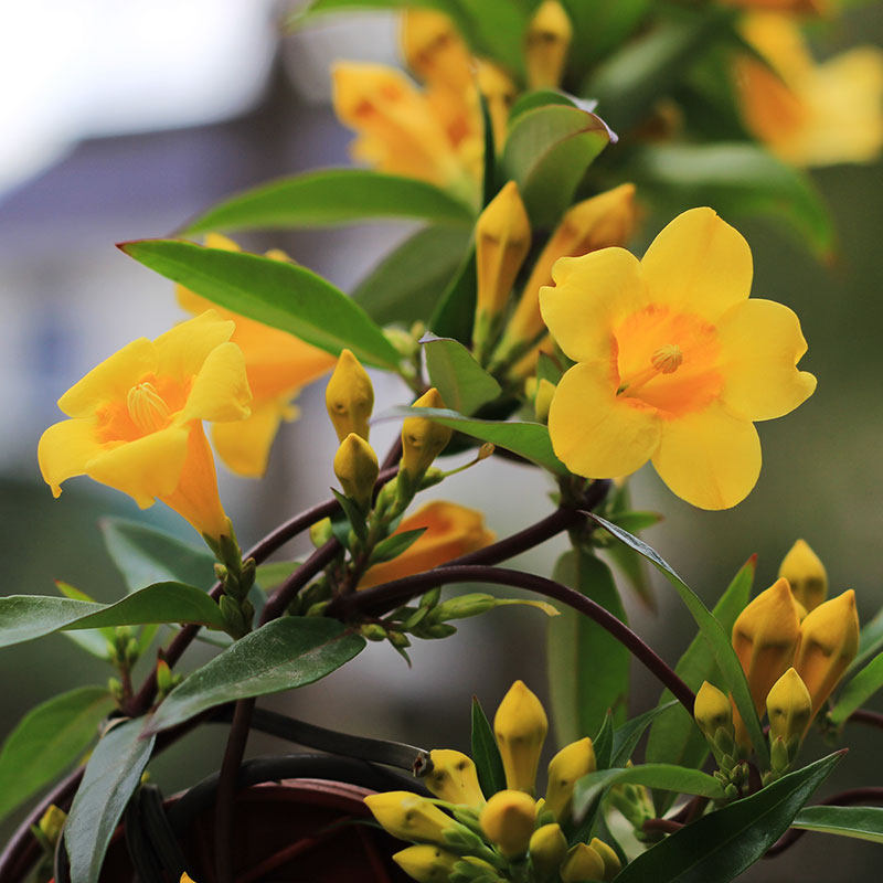 香微园艺法国香水金钩吻黄花茉莉盆栽花苗带花爬藤植物耐寒攀援 香微旗舰店 淘优券