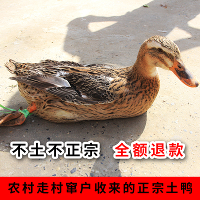 新鲜现杀湖北老土鸭农家散养正宗