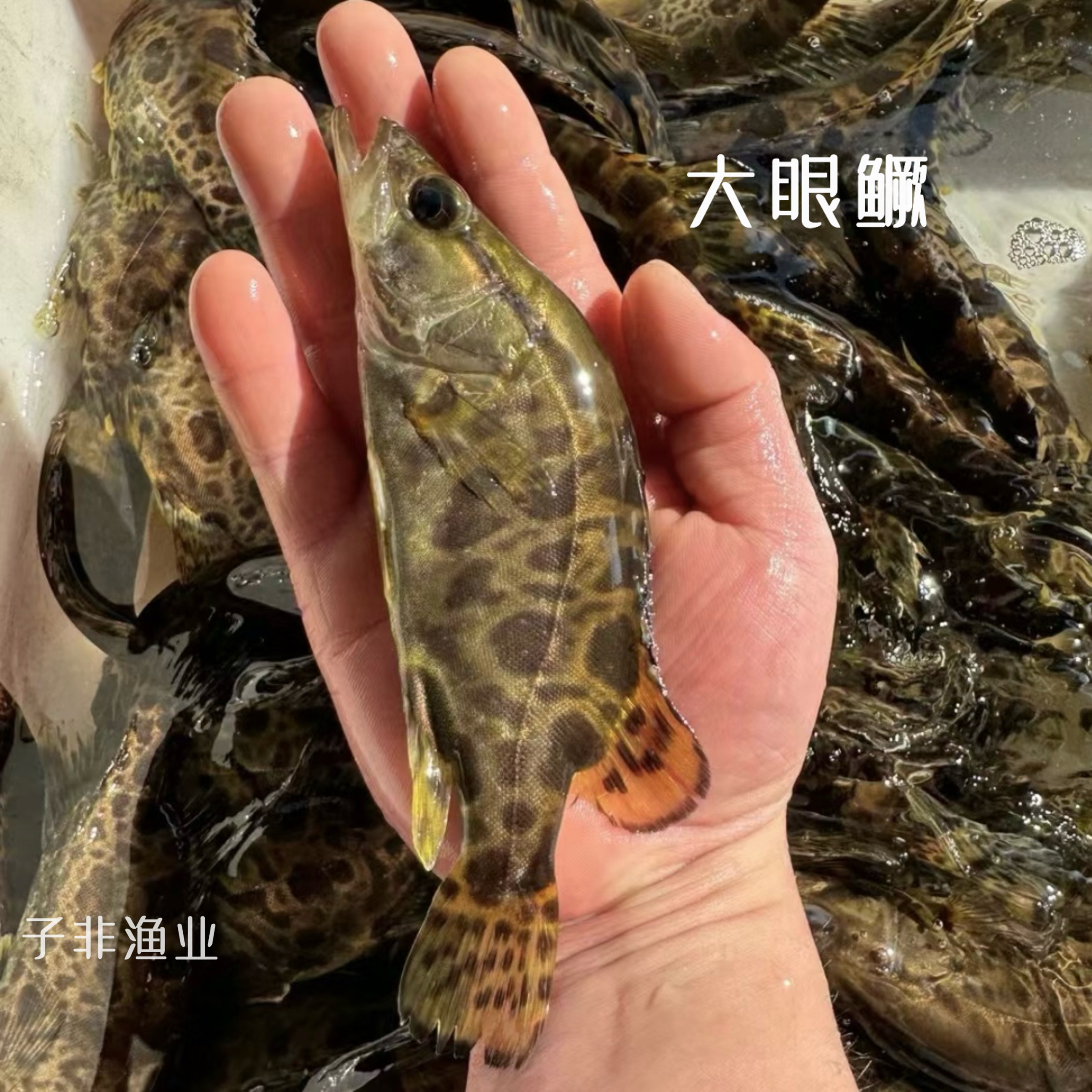 大眼鳜凶猛肉食观赏鱼