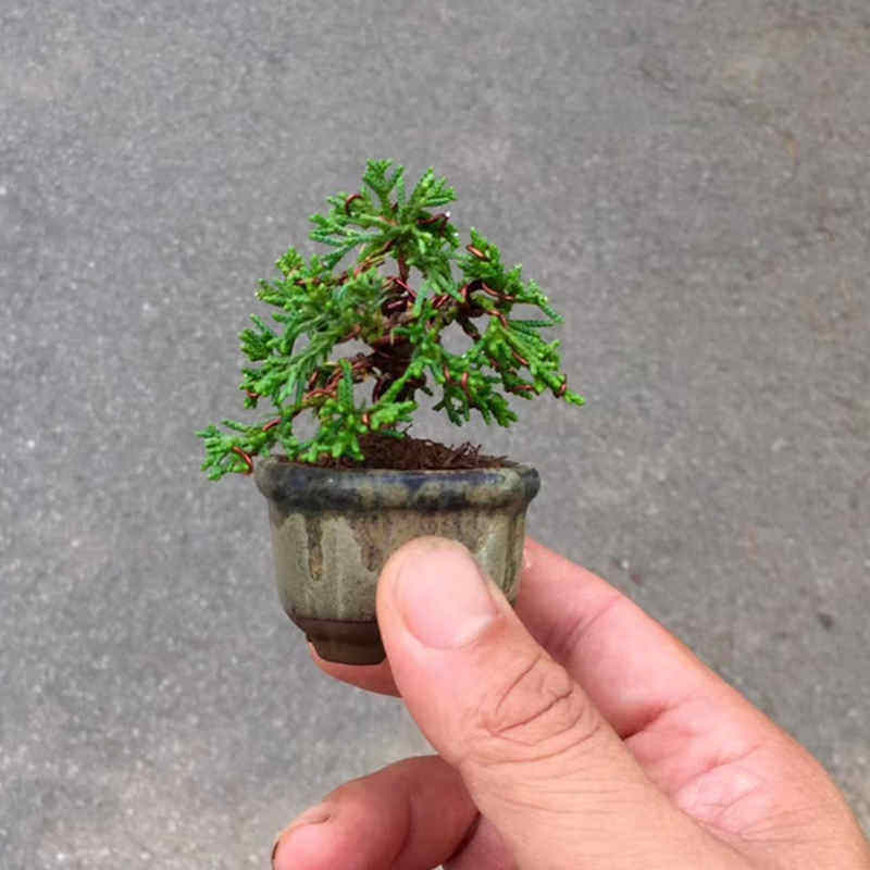 细雨川真柏苗系鱼川真柏苗原生扦插细雨川真柏扦插系鱼川盆景素材