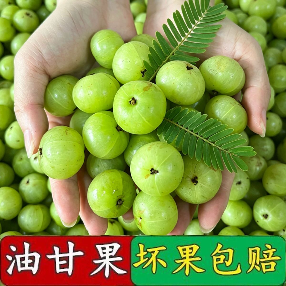 新鲜采摘青油甘子余甘果牛甘果滇橄榄果余甘子油甘酸水果5斤