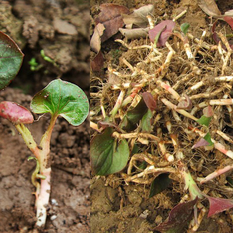 4斤贵州长顺节节根猫耳朵鱼腥草