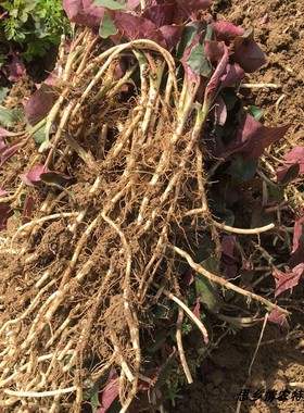 发3斤贵州长顺鱼腥草现挖新鲜折耳根节节根凉拌猫耳朵侧耳根