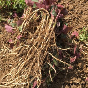 发3斤贵州长顺鱼腥草现挖新鲜折耳根节节根凉拌猫耳朵侧耳根