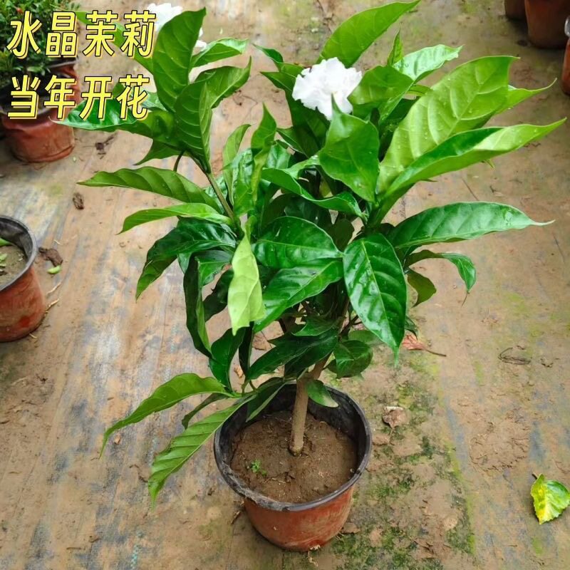水晶茉莉花苗盆栽浓香观花绿植重瓣白茉莉大苗丁香花狮子花长花期