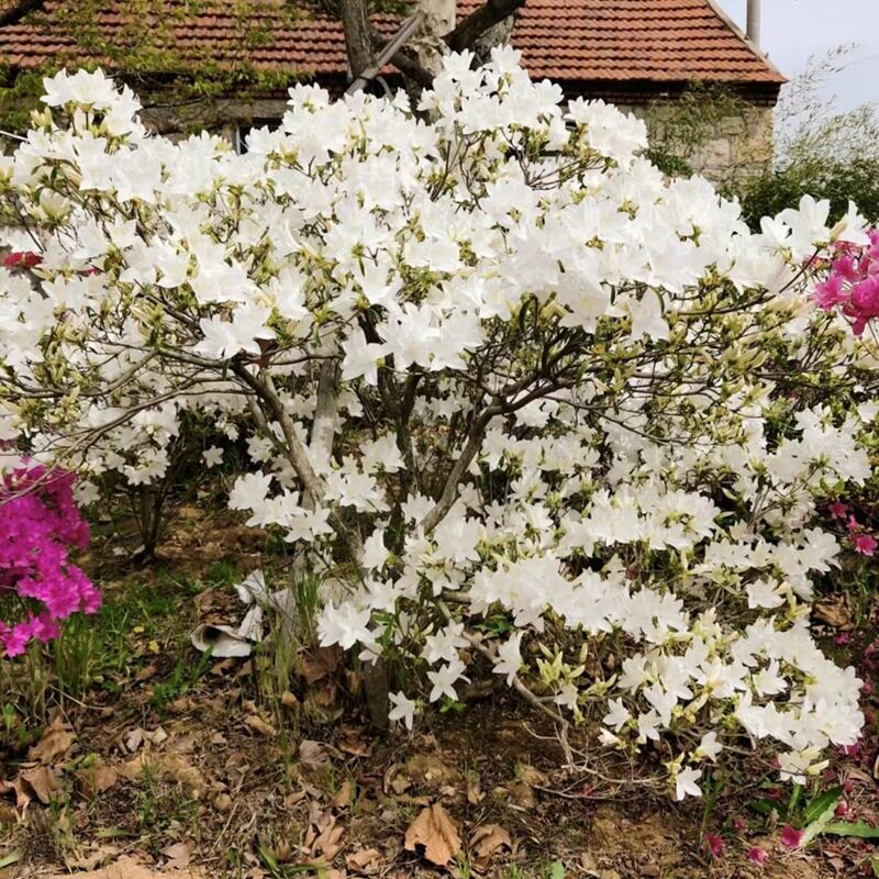 紫色映山红映山紫鹃花大别山杜鹃映紫山观赏盆栽盆景山花卉映白花