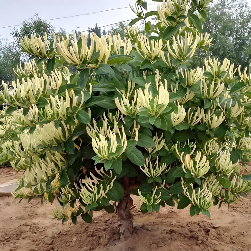 金银花盆栽树苗庭院攀援爬藤植物花卉藤本浓香红色金银花苗可食用