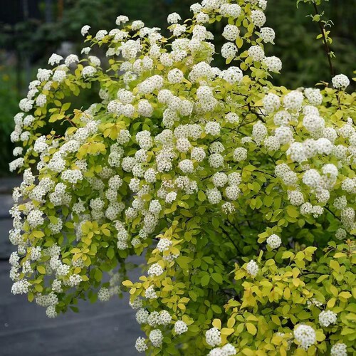 菱叶绣线菊黄金喷泉盆栽阳台庭院植物花卉小手球花园花镜观赏花苗