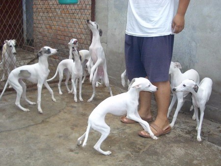 灵缇犬幼犬纯种格力犬惠比特犬山东细犬细狗猎兔犬宠物小狗技术