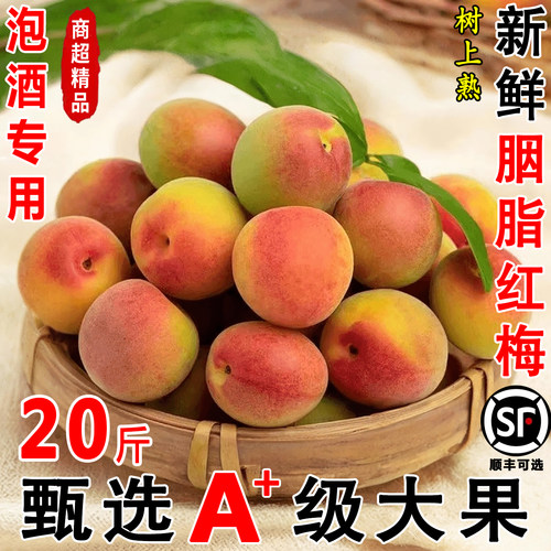 云南新鲜胭脂红梅高山野生青梅子