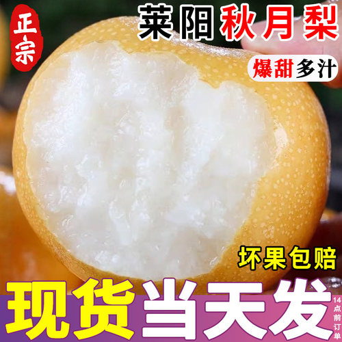 正宗莱阳秋月梨新鲜水果冰糖梨子