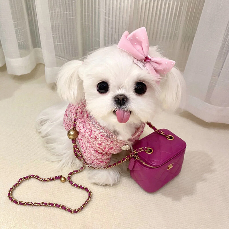 韩版纯种马尔济斯小狗幼崽赛级小型犬幼犬茶杯犬活体宠物狗贵族犬