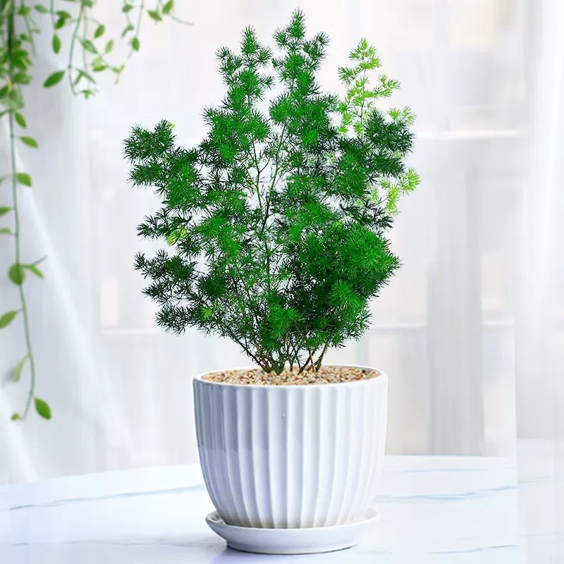 蓬莱松生肖猴盆栽招财植物室内花盆景桌面好养吸甲醛四季常青绿植