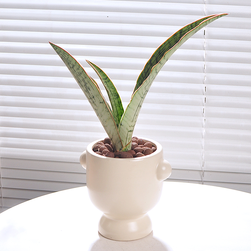 埃及艳后稀有虎皮兰高脚金边室内好养盆栽绿植虎尾兰净化空气植物