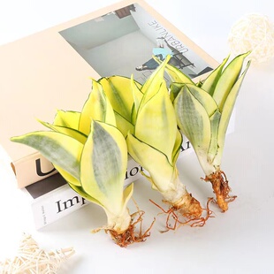 虎皮兰盆栽 室内吸甲醛净化空气植物虎尾兰哈尼白玉金边虎耳绿植