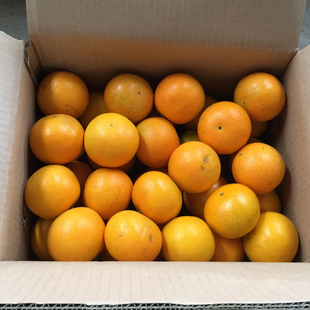 湖南麻阳冰糖橙甜橙子正宗新鲜水果当季应季整箱