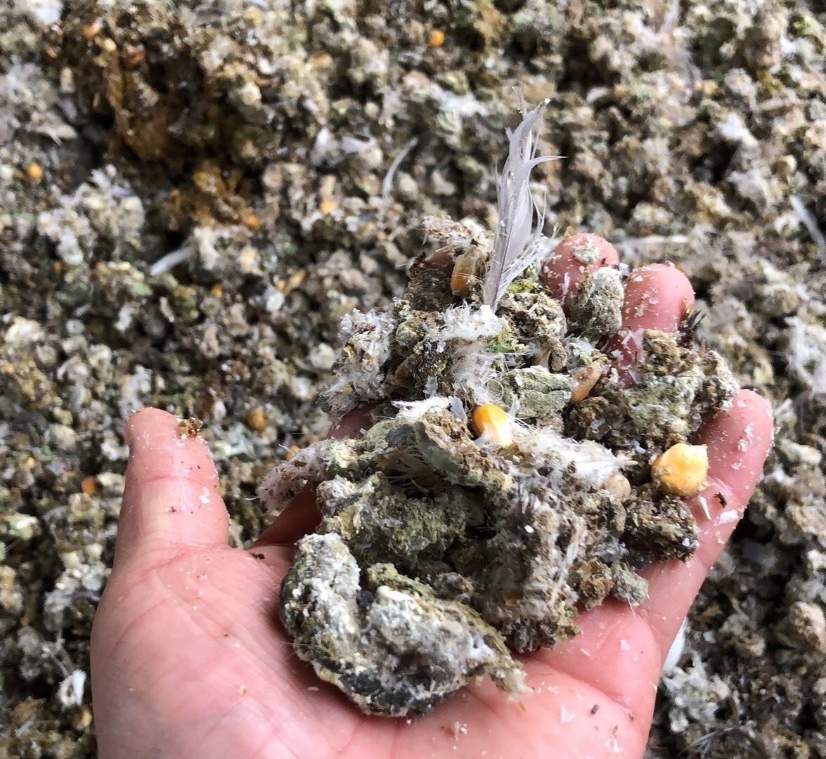 纯有机肥农家肥鸽子粪纯鸽粪养花种菜盆栽绿植肥水果树鸽子屎鸟粪