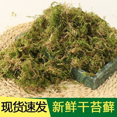 干苔藓蝴蝶兰花石斛植物铺面种植