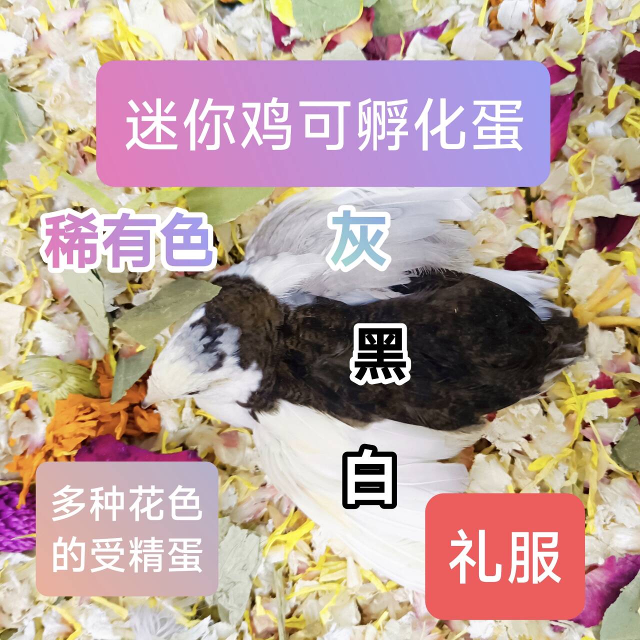 芦丁鸡稀有色受精蛋可孵化宠物鸡迷你鸡蛋礼服瓦灰德系小众变异色