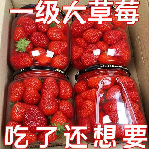 【草莓罐头】新鲜水果草莓罐头玻璃瓶510g山东特产整箱黄桃罐头