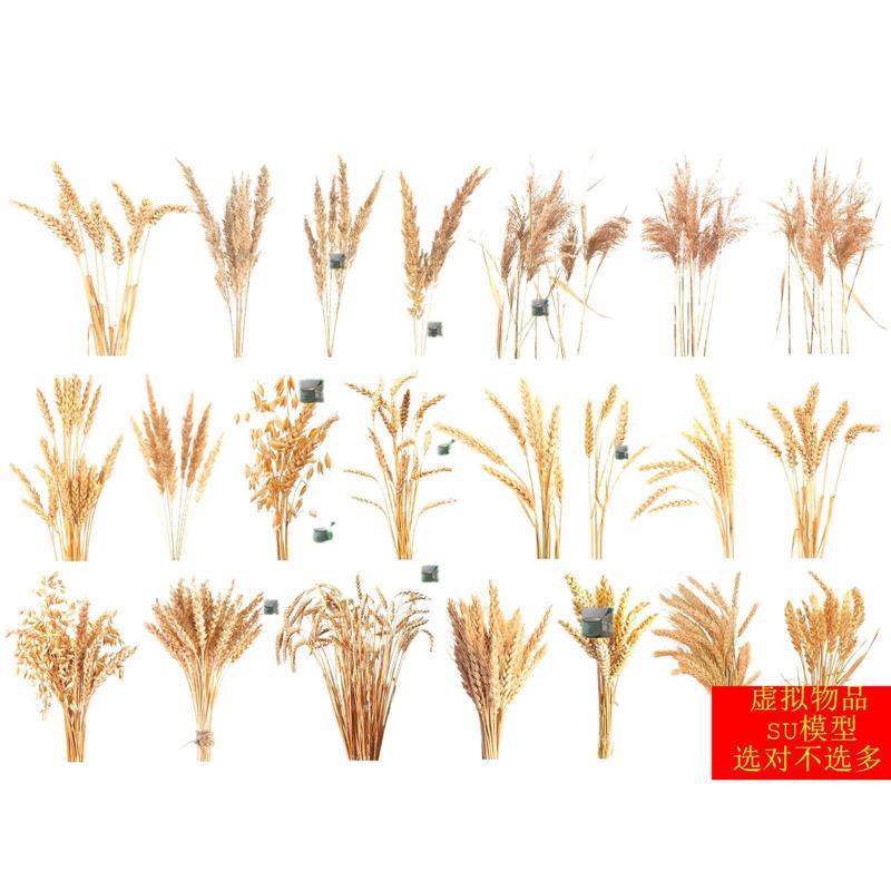 SU模型 草图大师 花草 2D小麦枯草麦穗芦苇草类植物