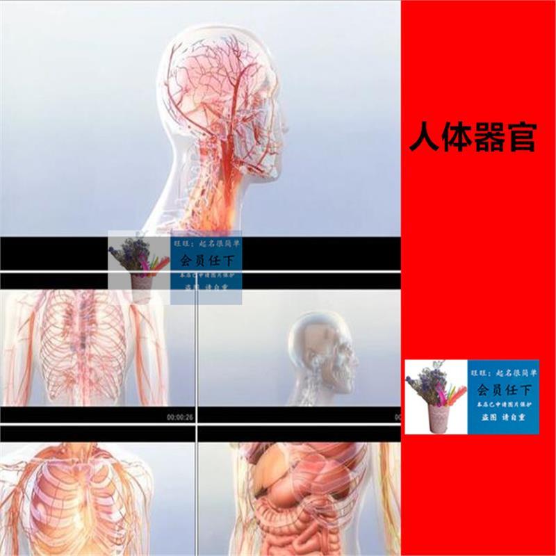 人体模型动画人体器官骨骼经脉血管内脏高清三维3D高清视频素材