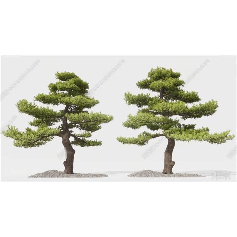 5692中式景观树 松树 迎客松 罗汉松 植物 庭院小品 造型树SU模型