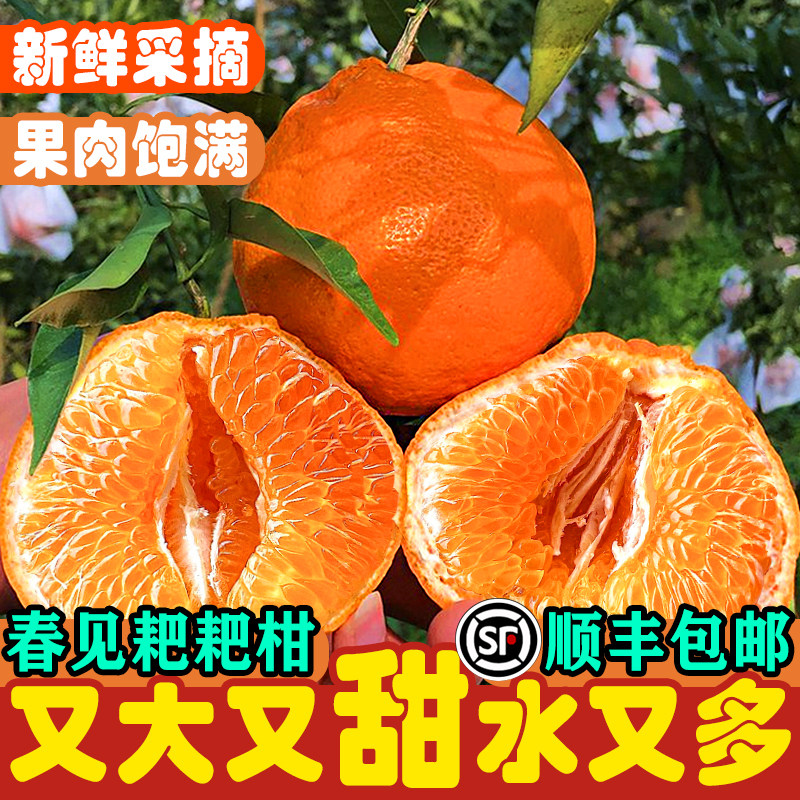 四川春见耙耙柑新鲜特级整箱10斤现摘薄皮应季水果手剥纯甜桔子,水产肉类/新鲜蔬果/熟食,桔子,淘宝优惠券,粉丝福利购,淘宝优惠卷