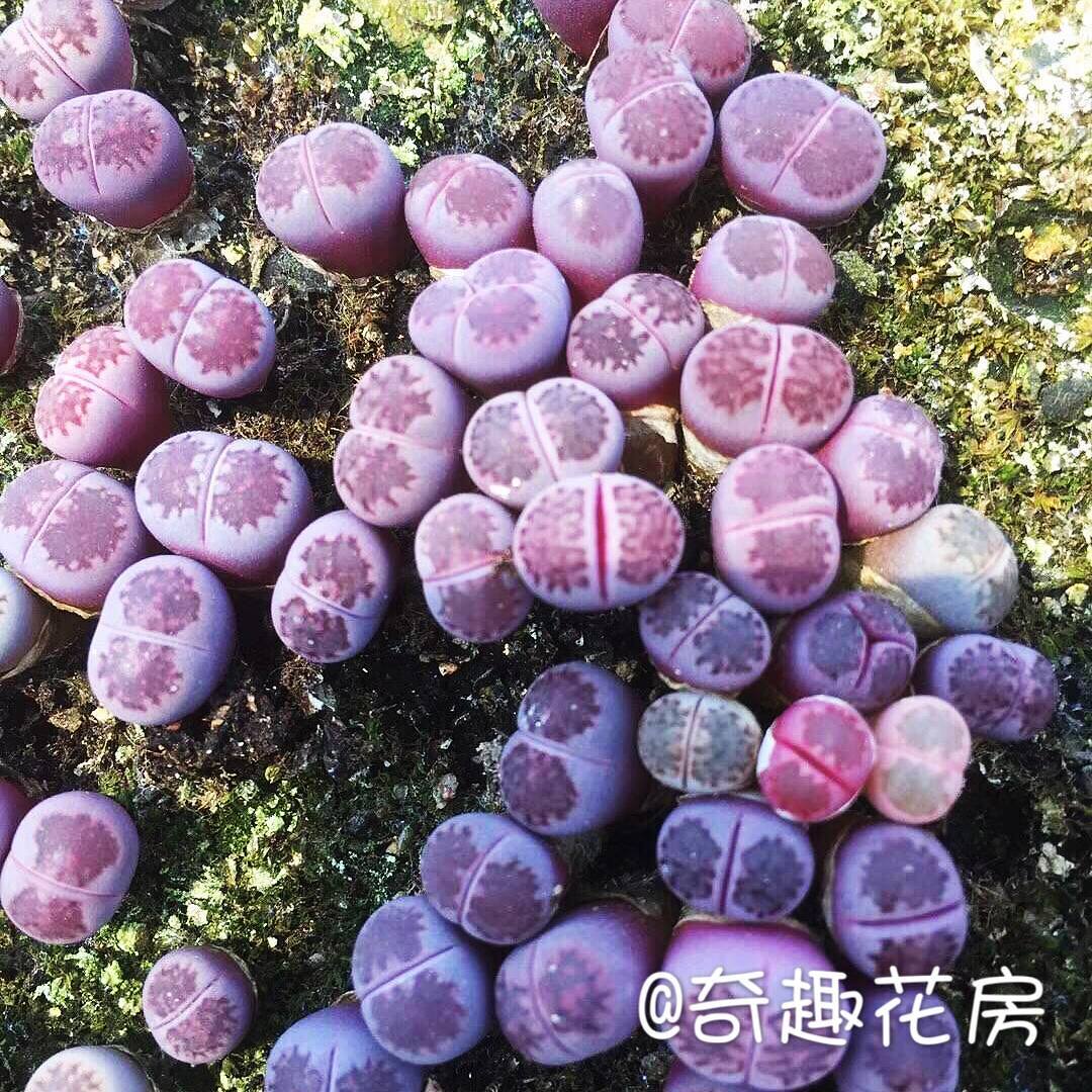 丽虹玉编号生石花组合  菊文章灯泡绿紫勋日轮红大内鸽子蛋紫柘榴