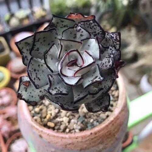 剑斯诺娃多肉植物原始剑司诺娃肉肉组合桌面盆栽稀有多肉花卉绿植