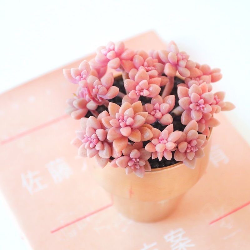 丸叶姬秋丽多头群生多肉植物办公室绿植盆栽防辐射吸甲醛多肉盆景