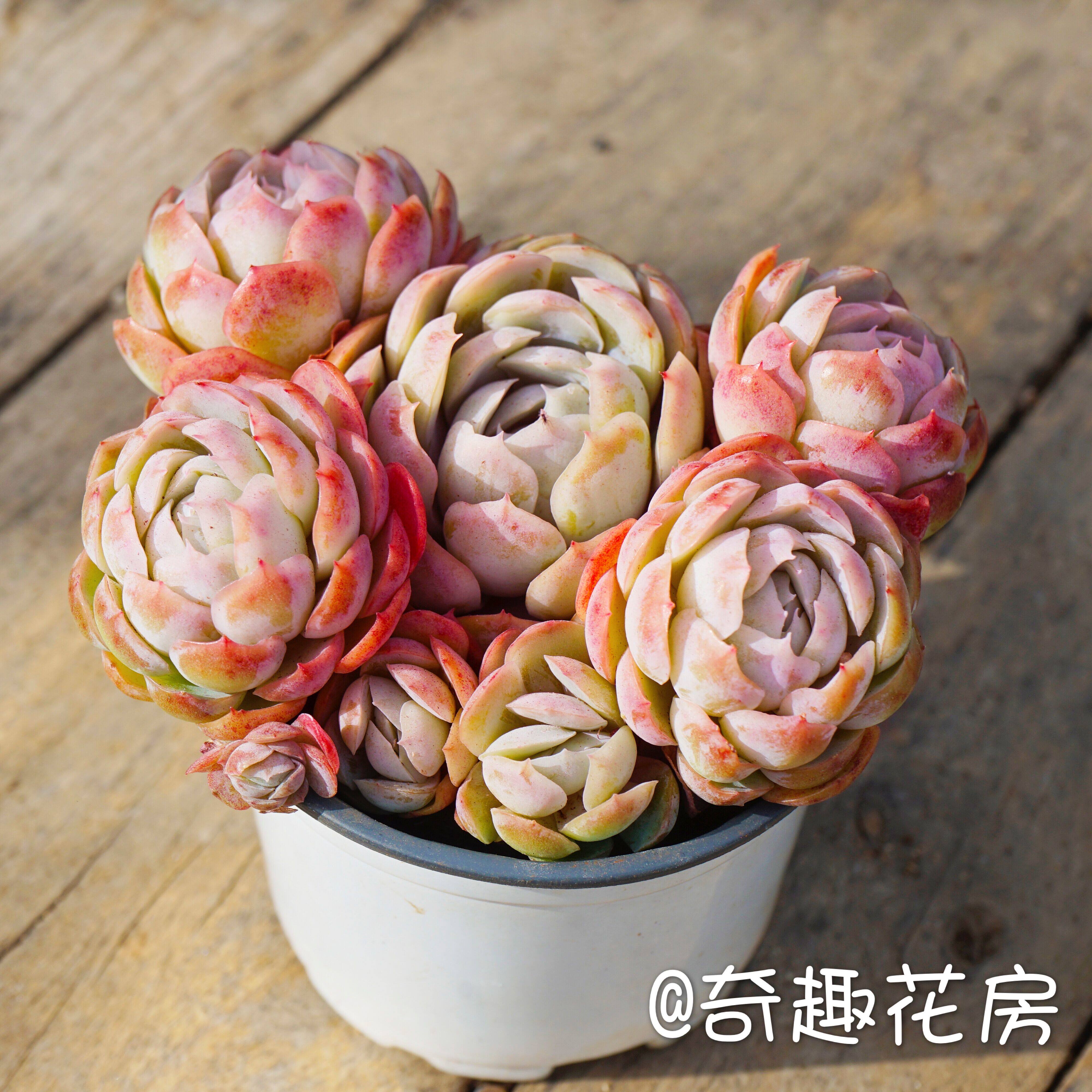 双子贝瑞多肉植物群生奶油贝瑞萌肉肉组合盆栽绿植防辐射新手好养