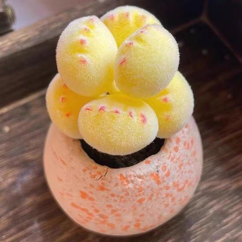 手工制作树脂粘土仿真多肉植物永生花熊童子锦创意装饰小盆栽摆件