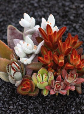 黑兔耳多肉植物伽蓝菜属 月兔耳福兔耳泰迪熊红兔耳肉肉组合盆栽