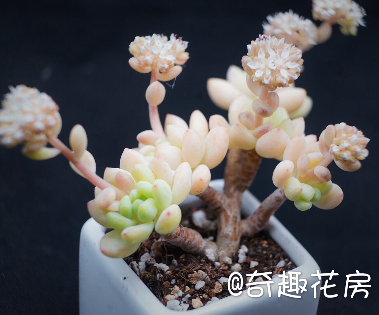 绿植凝脂莲丸叶姬秋丽多肉植物