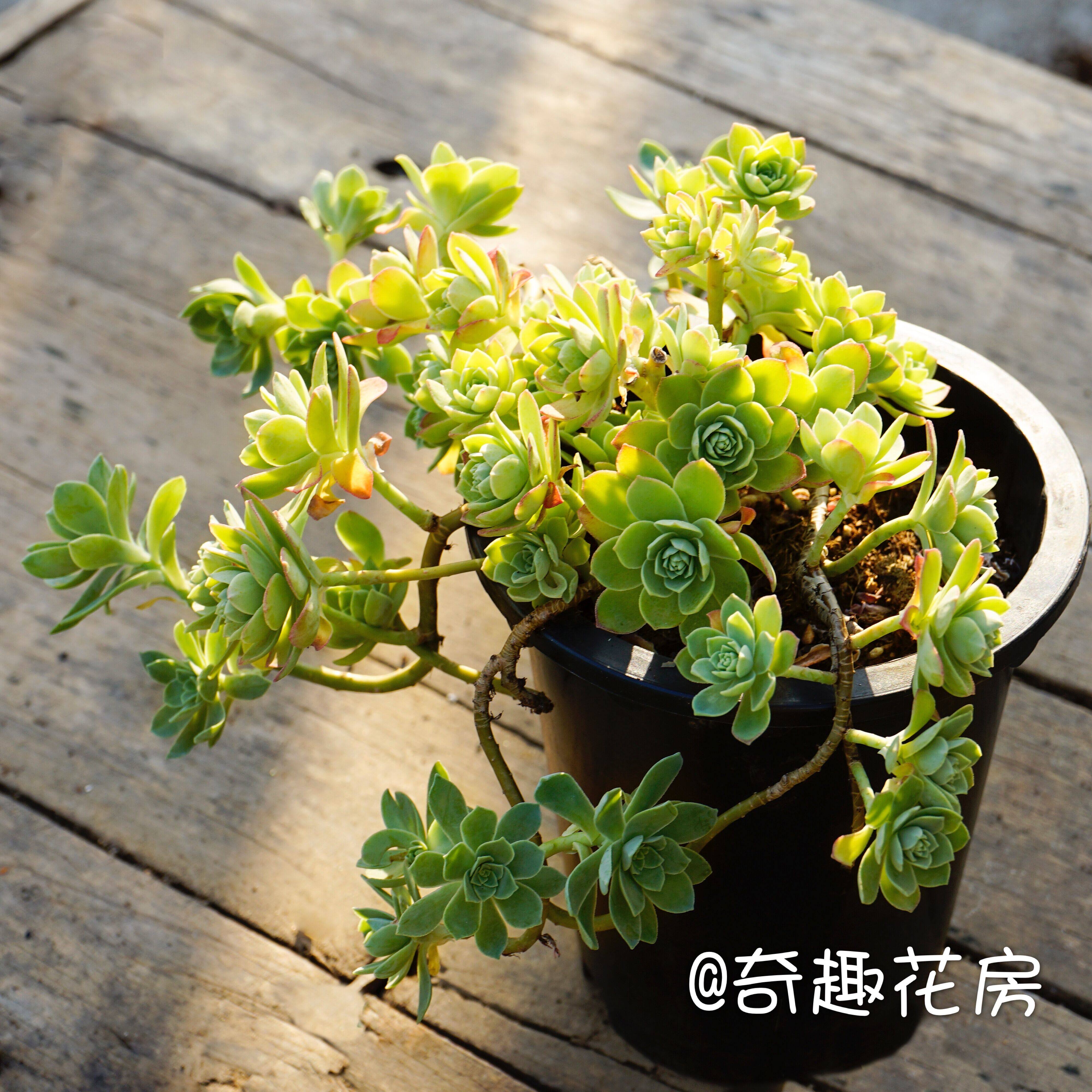 薄化妆多肉植物办公室迷你小桩群生肉肉超萌小盆栽绿植新手好养