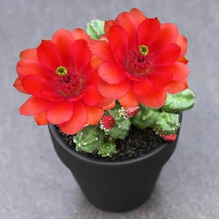 无刺桃太郎仙人掌科鹿角柱属美花角盆栽仙人球阳台花卉绿植多肉