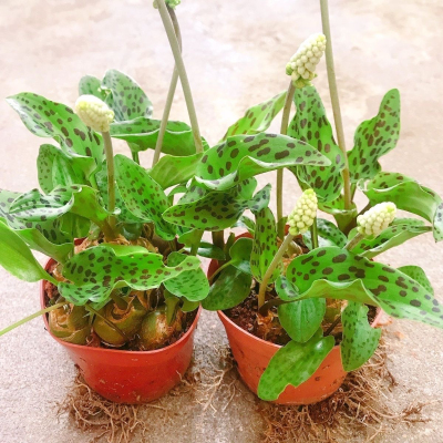 阔叶油点百合豹纹红宝大叶宽叶观叶观花观茎多用途室内绿植