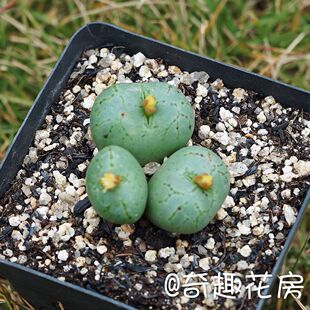 大饼肉锥 荧光玉口笛生石花 碧光环 自播种安贞赤耳少将蝴蝶勋章