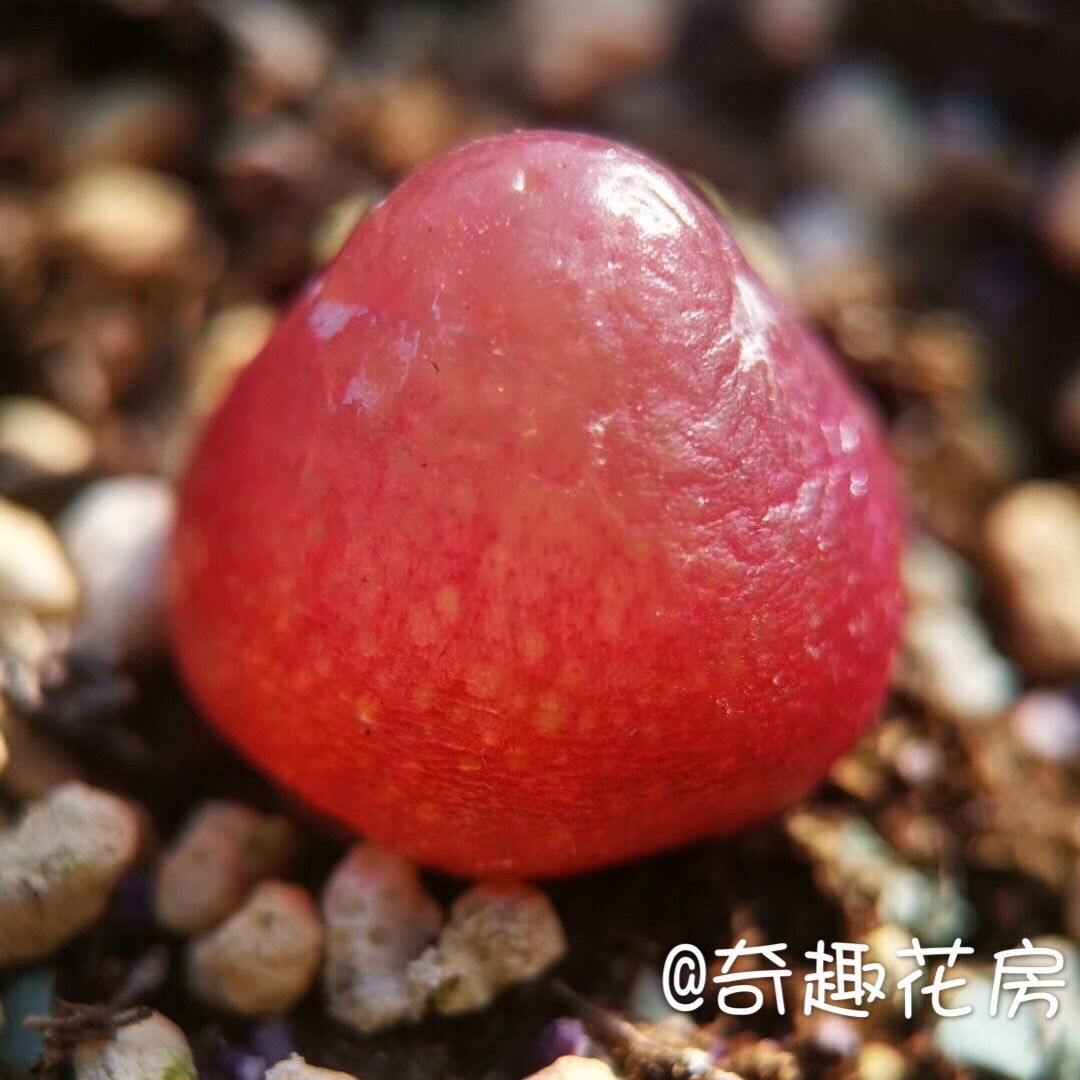 生石花岛田菊文章鸽子蛋肉锥【红帝玉】灯泡多肉一物一拍红大内
