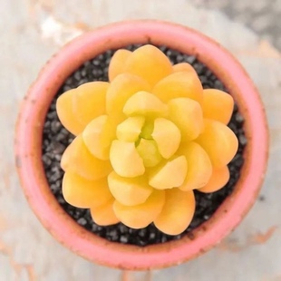 黄丽多肉植物盆栽精品嫩黄状态新手肉肉绿植花卉好养