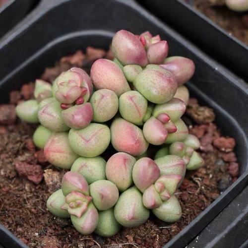 绿植佛珠稀有品种办公室多肉植物