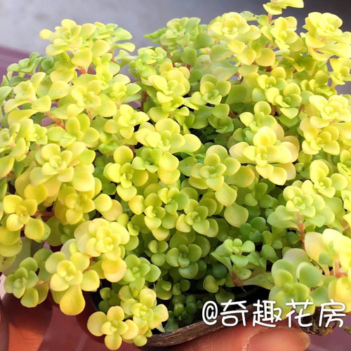 丸叶黄金草多肉植物护盆草好养肉肉盆栽办公室庭院绿化新手花绿植