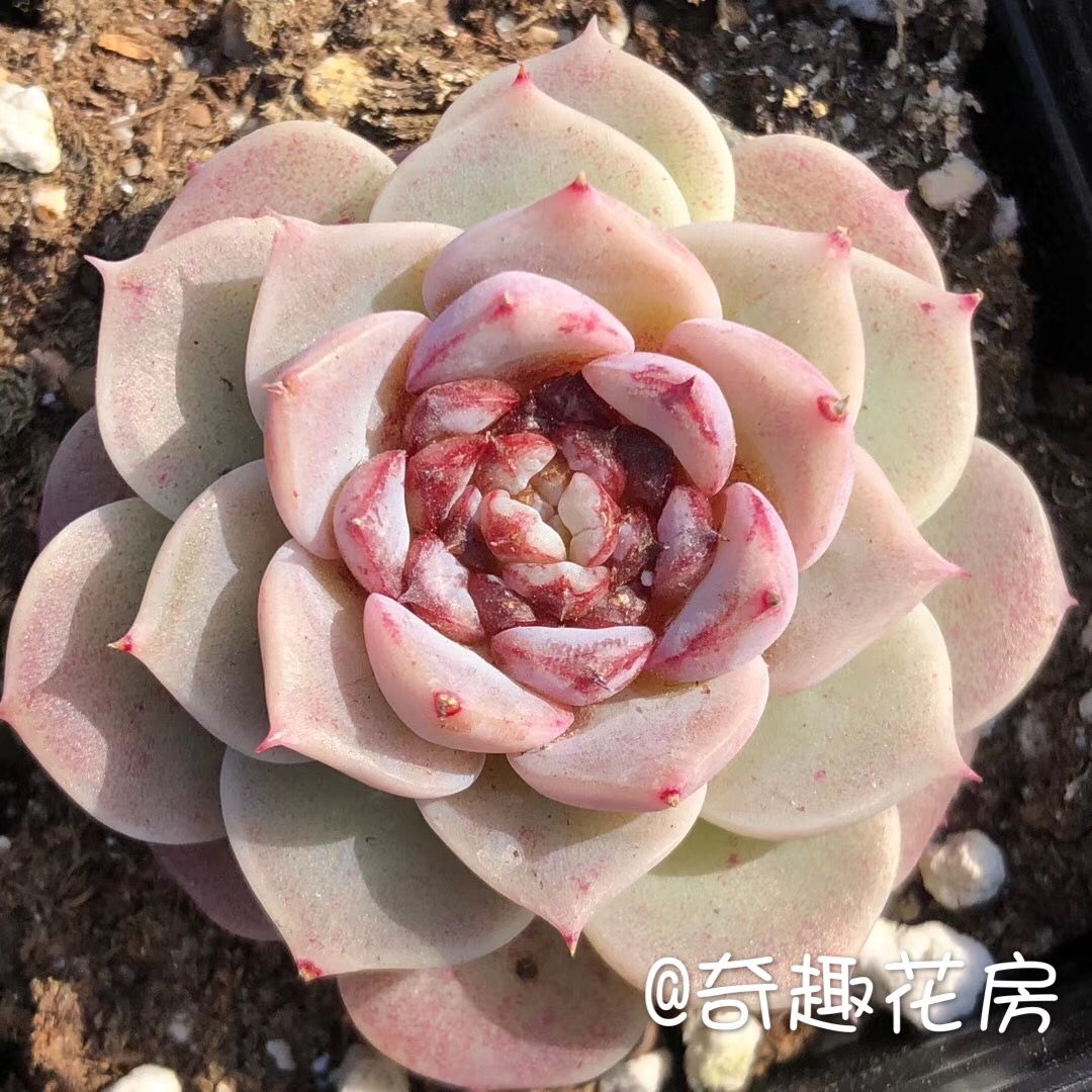 天鹅绒糖心多肉植物月影沁心办公室盆栽花卉多肉雪天使水蜜桃冰梅
